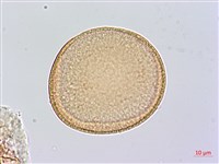 藏品(番仔林投)的圖片