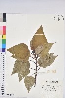 藏品(紅肉橙蘭、華血桐)的圖片