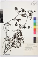 藏品(威靈仙)的圖片