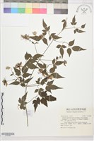 藏品(巴氏鐵線蓮)的圖片