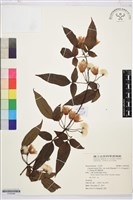 藏品(森氏鐵線蓮)的圖片