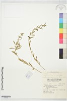 藏品(無柄花瓜子金、白花遠志)的圖片