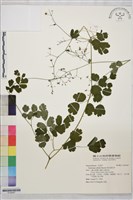 藏品(傅氏唐松草)的圖片