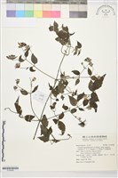 藏品(巴氏鐵線蓮)的圖片