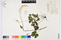 藏品(單穗昇麻)的圖片