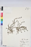 藏品(匐根大戟)的圖片