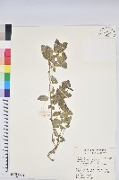 藏品(飛揚草)的圖片