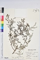 藏品(五蕊油柑)的圖片