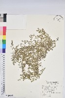 藏品(匐根大戟)的圖片