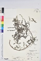 藏品(五蕊油柑)的圖片