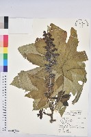 藏品(蓖麻)的圖片