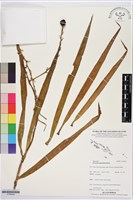 藏品(番仔林投)的圖片