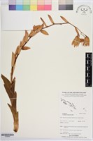 藏品()的圖片