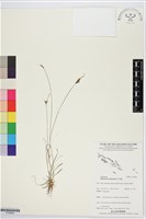 藏品(竹子飄拂草)的圖片