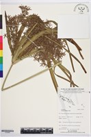 藏品(多脈莎草)的圖片