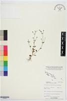 藏品(藍豬耳、母草)的圖片