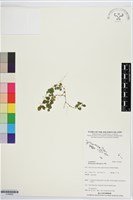 藏品(蠅翅草、三點金草)的圖片