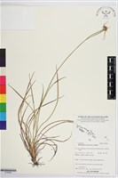 藏品(刺子莞)的圖片