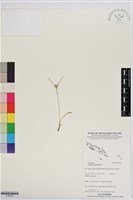 藏品(莎田草、扁穗莎草)的圖片