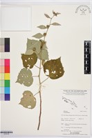 藏品(野棉花)的圖片