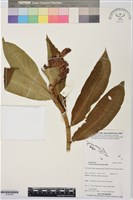 藏品(絹毛鳶尾、閉鞘薑)的圖片