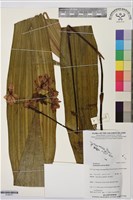 藏品(紫苞舌蘭、紫蘭)的圖片