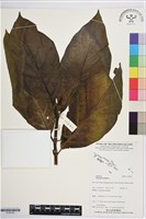 藏品(檄樹、諾麗果)的圖片