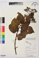 藏品(臭娘子、牛骨仔樹)的圖片