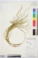 藏品(圓錐花遠志)的圖片