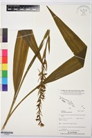 藏品(三蕊蘭)的圖片