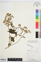 藏品(小花蔓澤蘭)的圖片