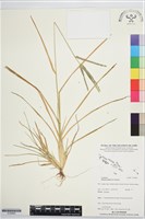 藏品(牛筋草)的圖片