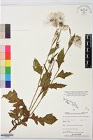 藏品(昭和草)的圖片