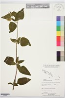 藏品(紫花霍香薊)的圖片