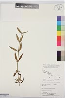 藏品(光葉鴨舌黃舅)的圖片