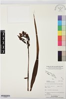 藏品(紫苞舌蘭、紫蘭)的圖片