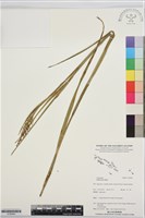 藏品(毛果珍珠茅)的圖片