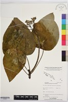 藏品(蓮葉桐)的圖片