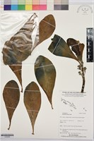 藏品(草海桐、水草)的圖片