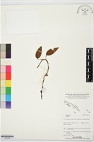 藏品()的圖片