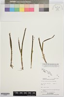 藏品(圓葉水絲草)的圖片