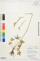 藏品(毛茛)的圖片