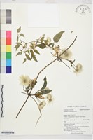 藏品(齒葉鐵線蓮)的圖片