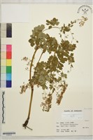 藏品(東亞唐松草)的圖片