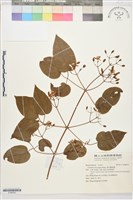 藏品(麥氏鐵線蓮)的圖片