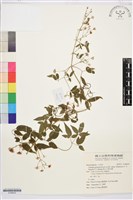 藏品(梨山小蓑衣藤)的圖片