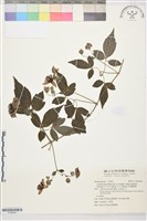 藏品(巴氏鐵線蓮)的圖片
