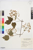 藏品(串鼻龍)的圖片