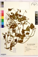 藏品(田代氏鐵線蓮)的圖片