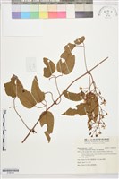 藏品(麥氏鐵線蓮)的圖片